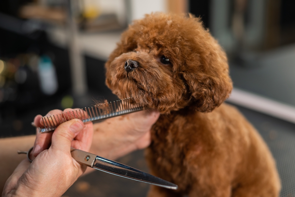 dog-grooming-pet-resorts-australia